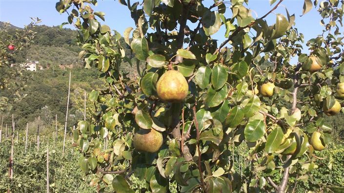 Image No.27-10 Bed Country Property for sale