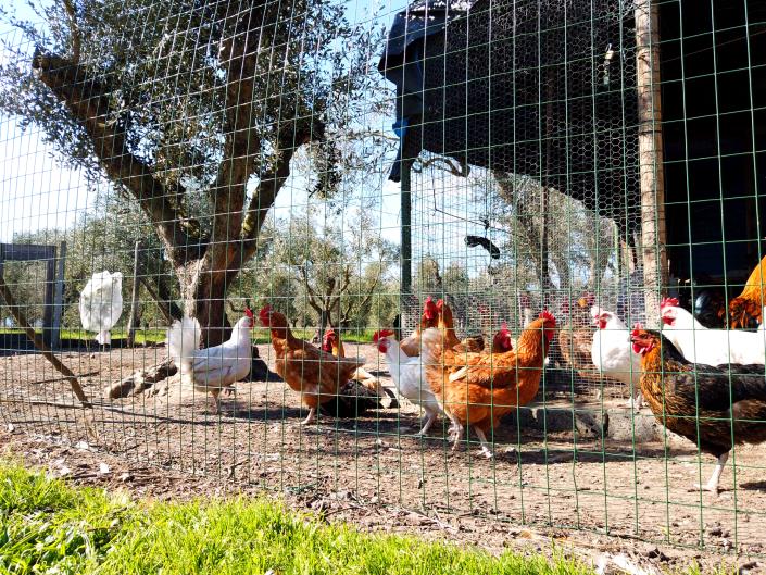 Image No.19-8 Bed Farmhouse for sale