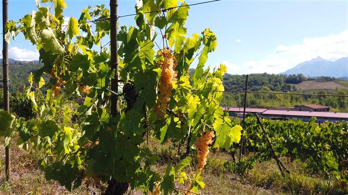 Image No.25-15 Bed Country House for sale