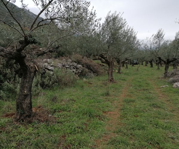 Image No.4-Plot for sale