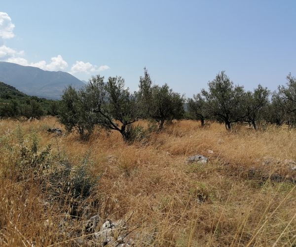 Image No.9-Plot for sale