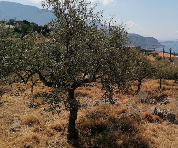 Image No.11-Plot for sale