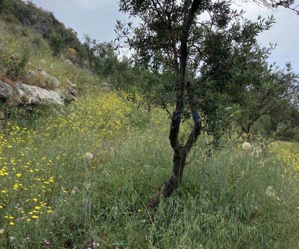 Image No.10-Plot for sale