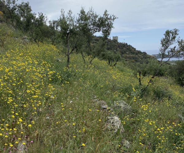 Image No.4-Plot for sale