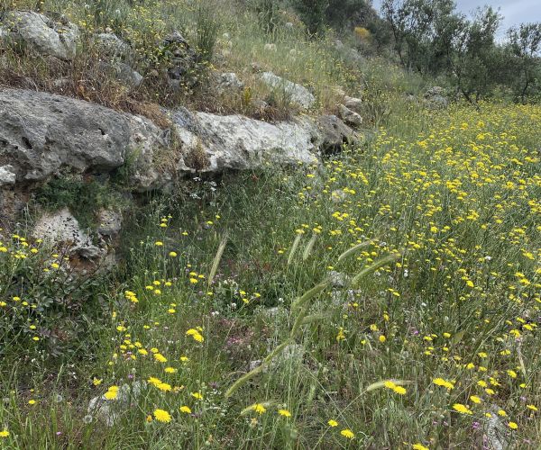 Image No.5-Plot for sale