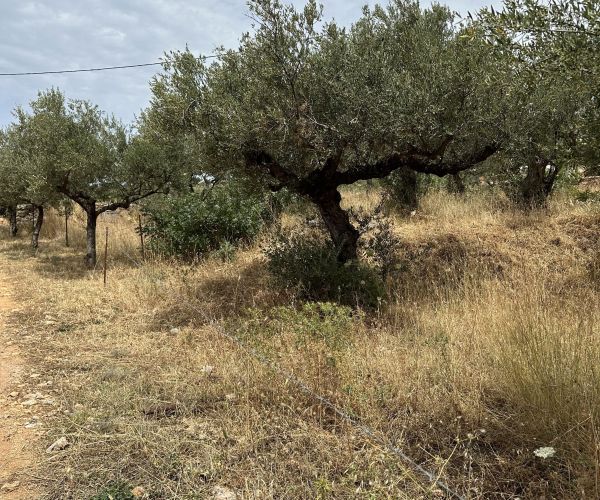 Image No.11-Plot for sale