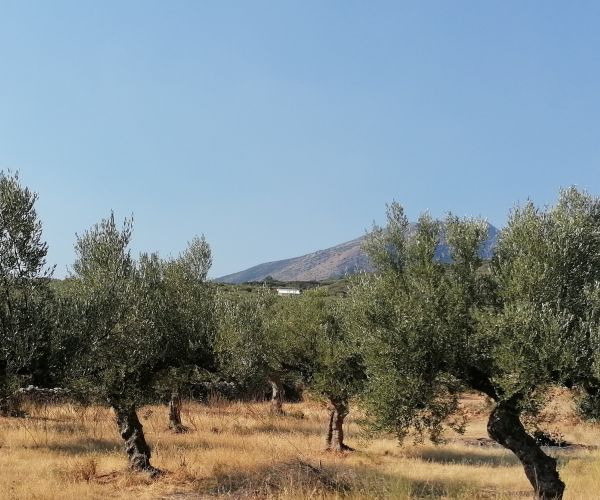 Image No.15-Plot for sale