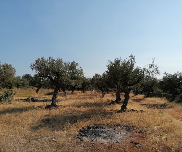 Image No.10-Plot for sale