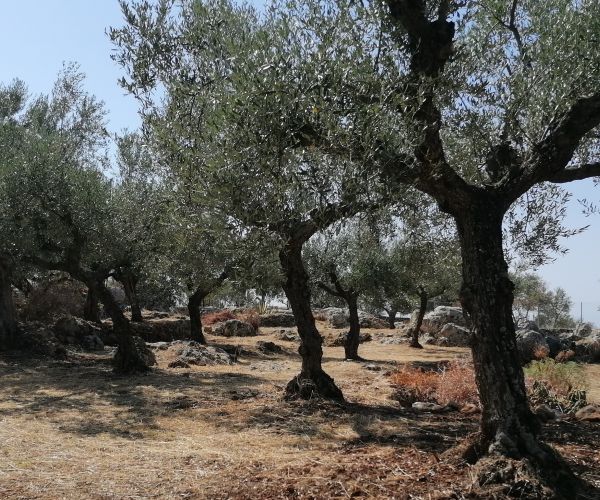 Image No.39-4 Bed House for sale