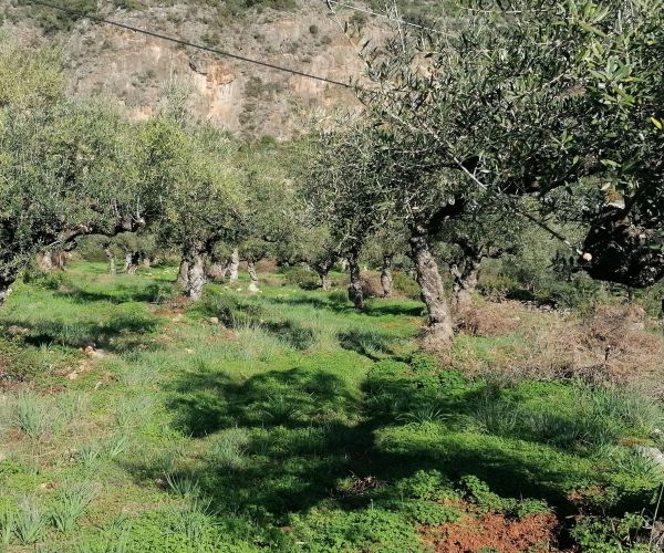 Image No.50-5 Bed House for sale