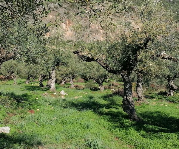 Image No.52-5 Bed House for sale