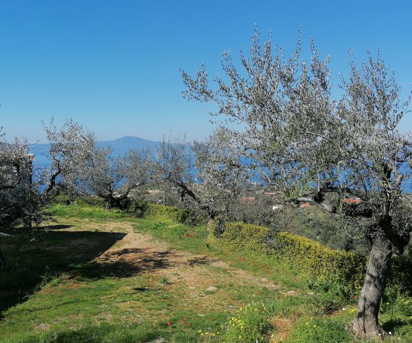 Image No.55-3 Bed House for sale