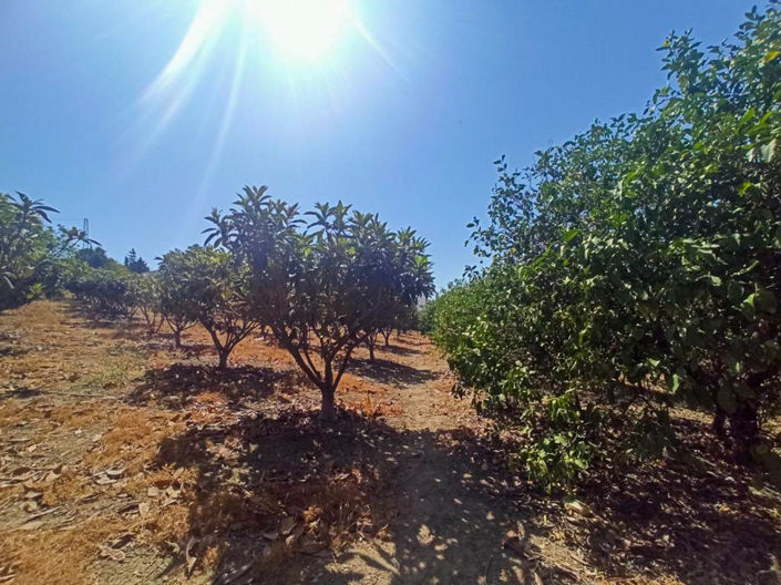 Image No.2-3 Bed Finca for sale