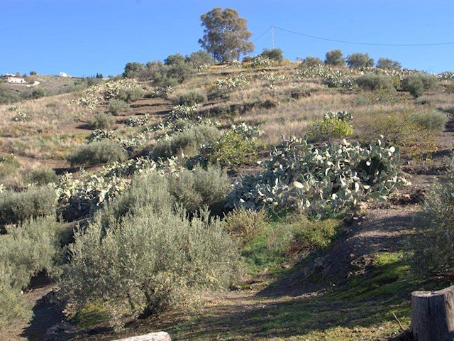 Image No.10-1 Bed Finca for sale