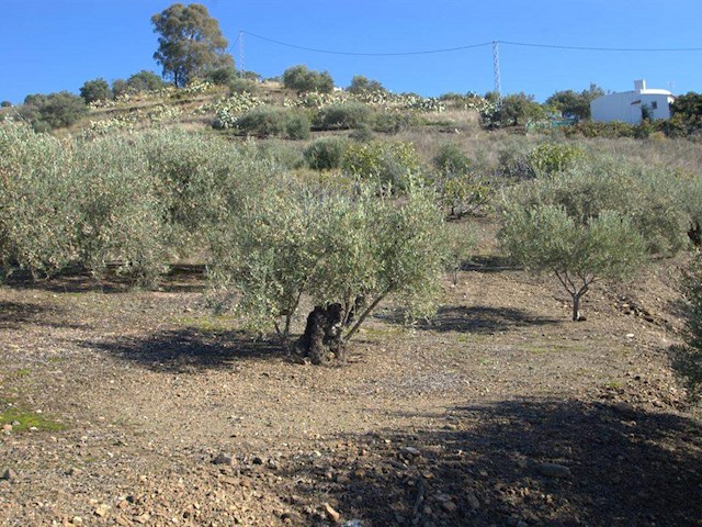 Image No.7-1 Bed Finca for sale