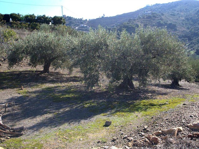 Image No.8-1 Bed Finca for sale