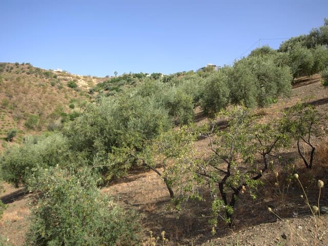 Image No.3-Finca for sale