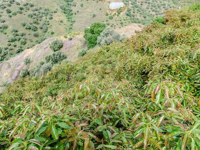 Image No.16-2 Bed Finca for sale