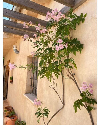 Image No.4-5 Bed Country House for sale