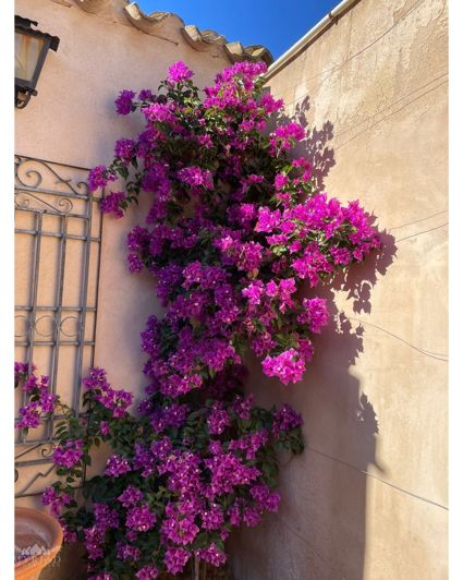 Image No.5-5 Bed Country House for sale