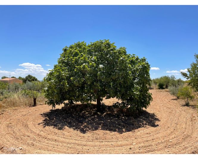 Image No.50-5 Bed Country House for sale