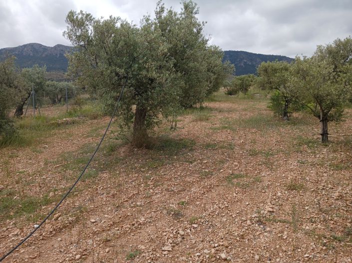 Image No.37-5 Bed Country House for sale