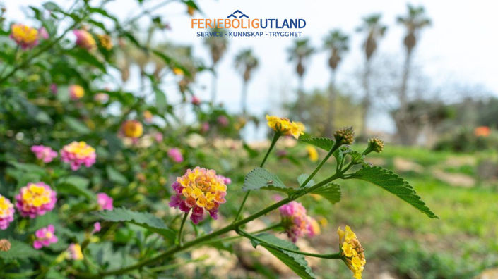 Image No.49-2 Bed Villa for sale