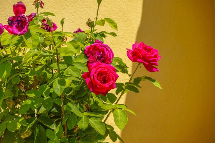 Image No.46-5 Bed Property for sale