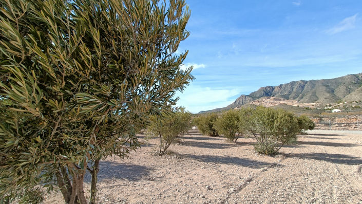 Image No.39-3 Bed Country House for sale