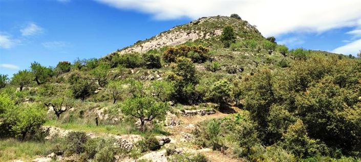 Image No.3-Finca for sale