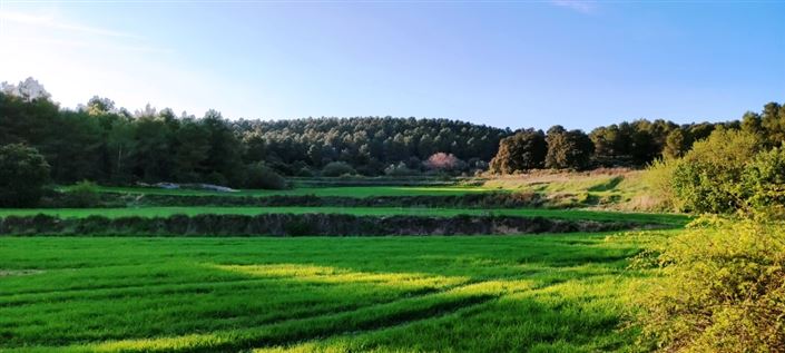 Image No.7-Finca for sale