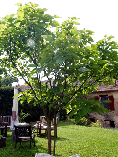 Image No.32-3 Bed House for sale