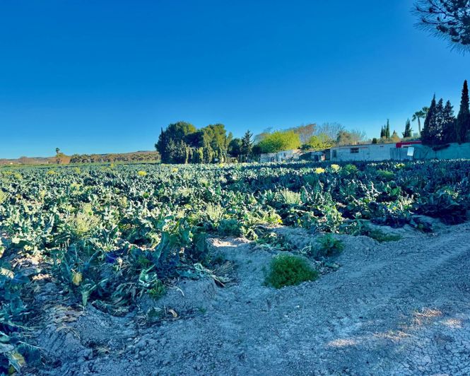 Image No.37-4 Bed Finca for sale