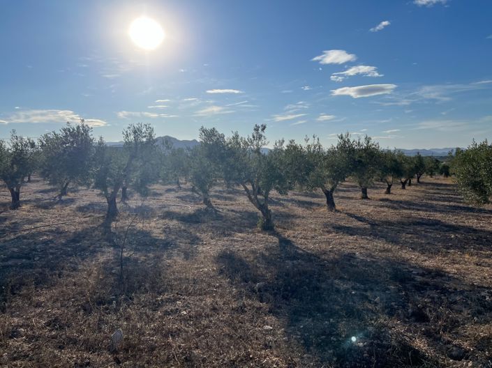 Image No.13-1 Bed Finca for sale