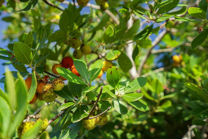 Image No.32-3 Bed Villa for sale