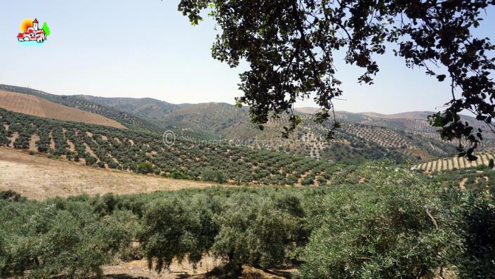 Image No.52-4 Bed Country Property for sale