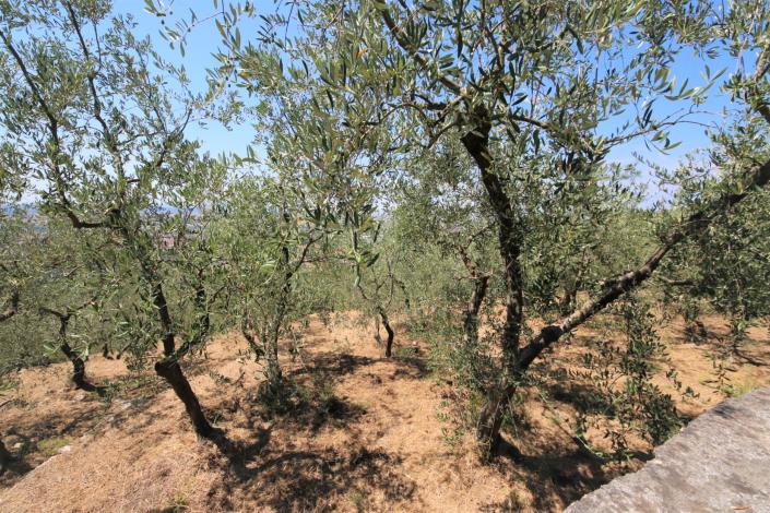 Image No.8-8 Bed Country House for sale