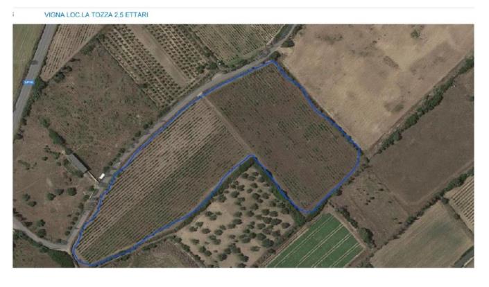 Image No.3-Vineyard for sale