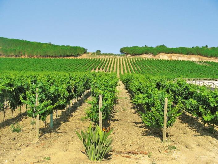 Image No.6-20 Bed Vineyard for sale