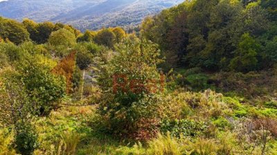 img036d323e-8d91-4d36-a8d7-a1f9af7bb5f3