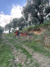 img112d5b7b-78ca-4309-ba85-34bdb54207a3