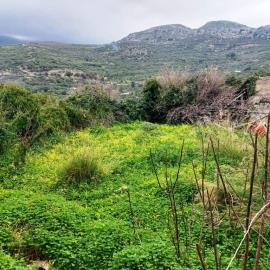 Lapithos-6-855--6--