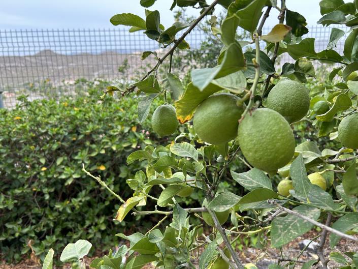 Image No.16-4 Bed Chalet for sale