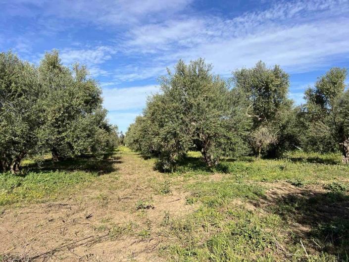 Image No.7-Plot for sale