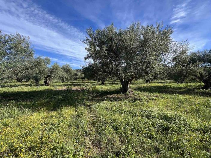 Image No.8-Plot for sale