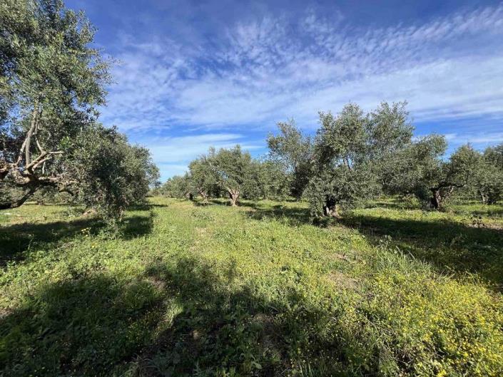 Image No.10-Plot for sale