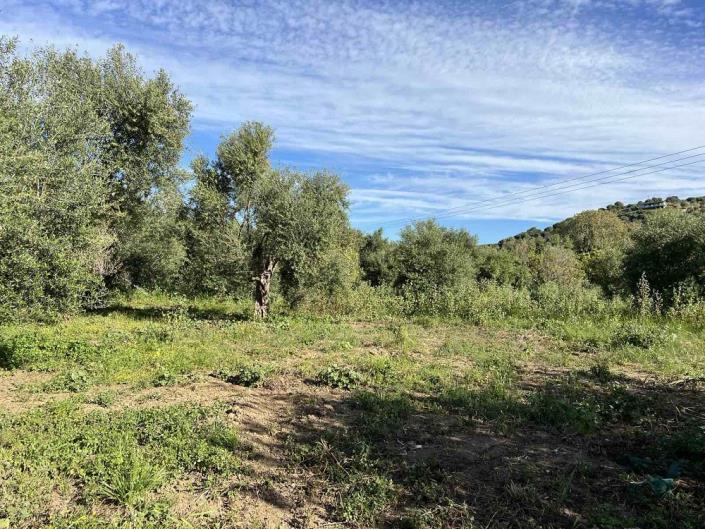 Image No.11-Plot for sale