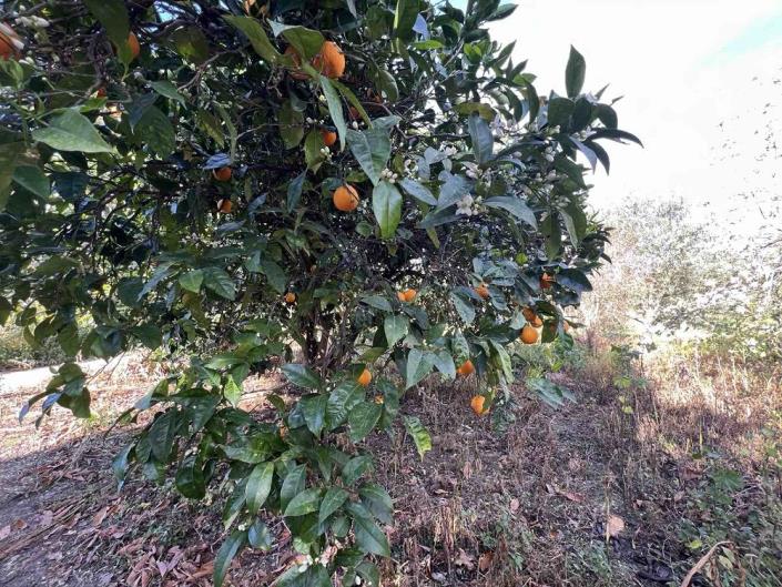 Image No.13-Plot for sale