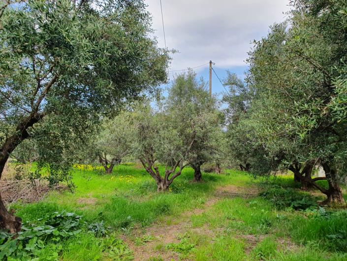 Image No.2-5 Bed Commercial for sale