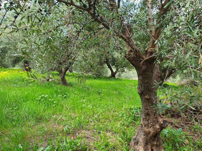 Image No.3-5 Bed Commercial for sale